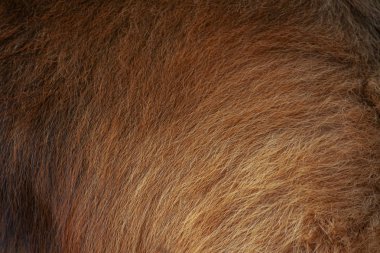 Arka plan için kahverengi bir köpek kürkü.