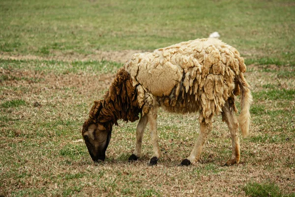羊が畑で草を食べる — ストック写真