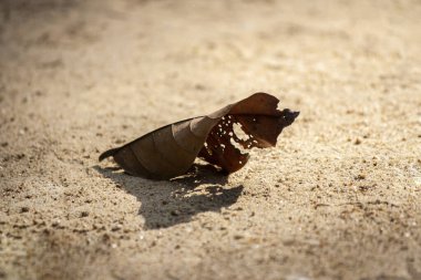 Kurak zeminde kahverengi kuru yapraklar