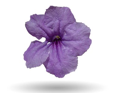 Beyaz arkaplanda Ruellia tuberosa çiçekleri