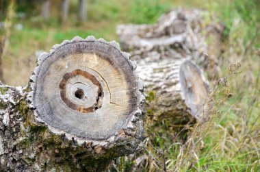 Kesilmiş ağaç gövdesi çim üzerinde yalan