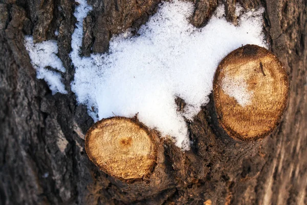 Äste von Bäumen im Schnee zersägt — Stockfoto