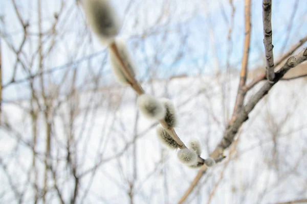 Weidenzweige. Frühling. Schnee. das Ende des Winters. — Stockfoto