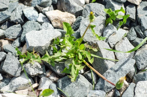 Gele paardebloem groeit van beton — Stockfoto