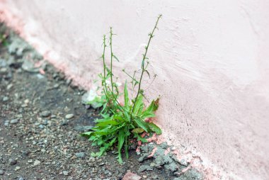 Yeşil çimler şehrin uzuyor betondan