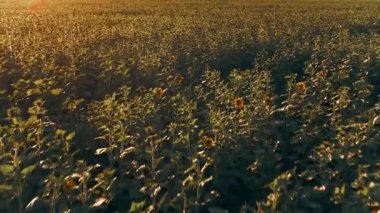 Gün batımında ayçiçeği tarlasının üzerinde havadan görüş. Rusya