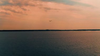 Okyanus koyundaki martıyı takip et. Hava görünümü