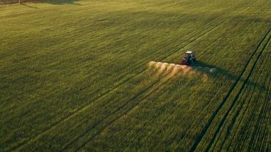 Tarlada tarla traktörü bitkileri ilaçlıyor. Rusya Pskov bölgesi. Ufuktaki güneş ışınları