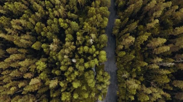 Sonbaharda Ormandaki Nehrin Yukarıdan Görünüşü Görüntüleri Ağaç Tepelerinde Uçuyor Doğa — Stok video