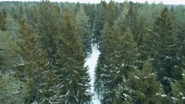Sneeuwscooters Rijden Weg Door Winter Bos Rusland Drone Schot — Stockvideo