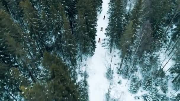  Balade en motoneige sur la route à travers la forêt hivernale. 