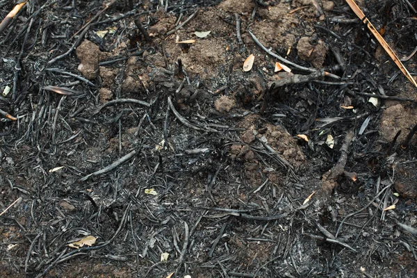 Dopo le ceneri bruciate delle canne — Foto Stock