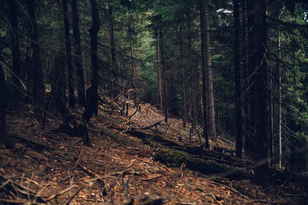 Bosque de pino en las montañas — Foto de Stock