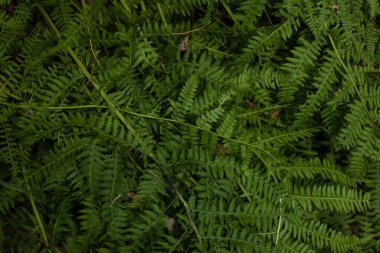 Yaprak yeşil doku yaprak doku arka plan