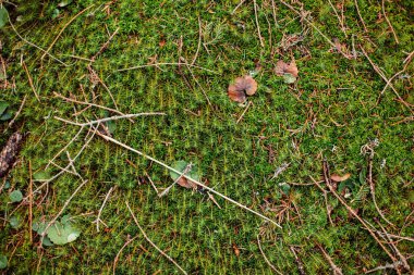 Doğal yeşil arkaplan