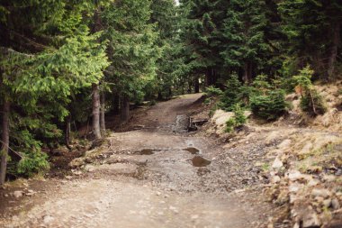çam ormanı kumlu yoldan