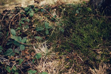 Doğal yeşil arkaplan