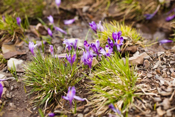 Flores de primavera. Cultivos violetas florecientes en las montañas. Primas de Glade. Paisaje solar. Cárpatos, Ucrania, Europa —  Fotos de Stock