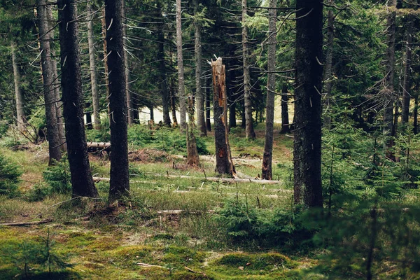 Bosque de pino en las montañas —  Fotos de Stock