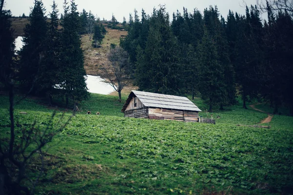 Antigua casa de madera en el bosque de los Cárpatos — Foto de Stock