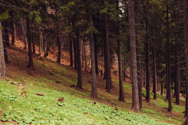 Bosque de pino en las montañas —  Fotos de Stock