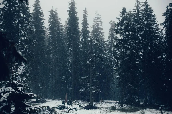 Paisaje con bosque de pinos en nieve — Foto de Stock