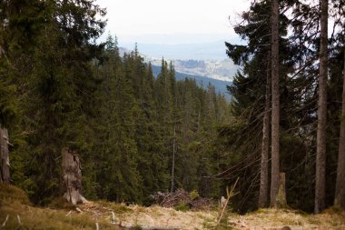 Kuzey İskandinav çam ormanları, doğal İsveç Seyahat açık havada vintage hipster arka plan