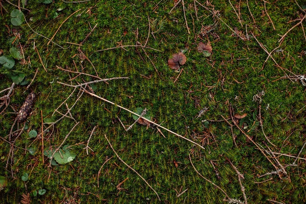 Las sosnowy wiosna — Zdjęcie stockowe