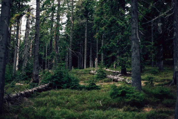 Bosque de pino en las montañas —  Fotos de Stock