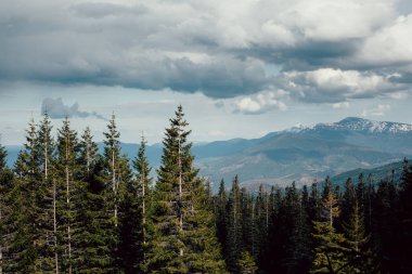 Karpatlar Ukrayna dağlarda manzara