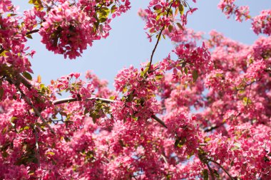 kırmızı, pembe bahar ağaç, çiçek açması. Kiraz çiçekleri arka plan
