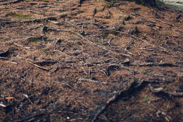 Radici di vecchio albero senza terra - sfondo organico — Foto Stock