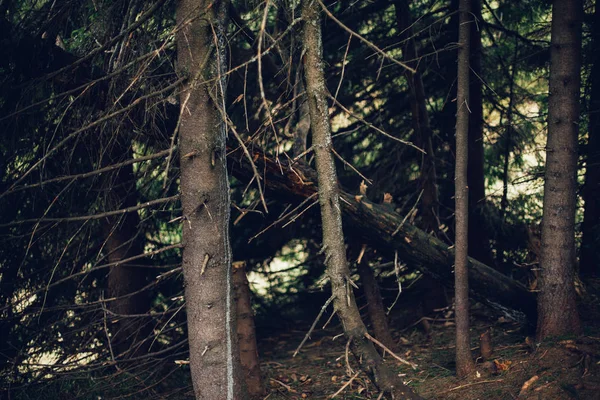 Foresta di pino in montagna — Foto Stock