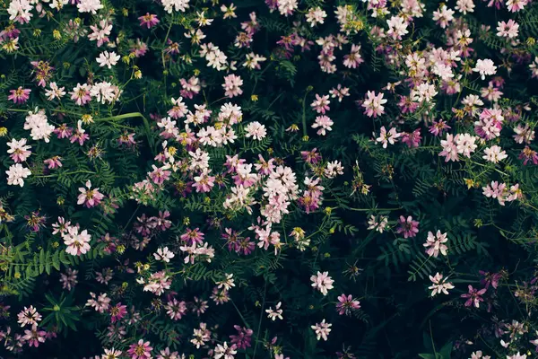 Spring wild flower background. — Stock Photo, Image