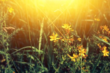 Bahar alan ile kır çiçekleri gündoğumu.