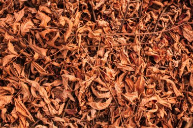 Kurutulmuş yaprakları, güzel yakın çekim