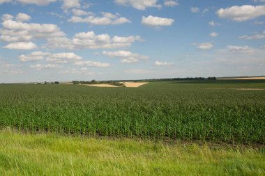 Mısır tarlasında erken sabah ışık