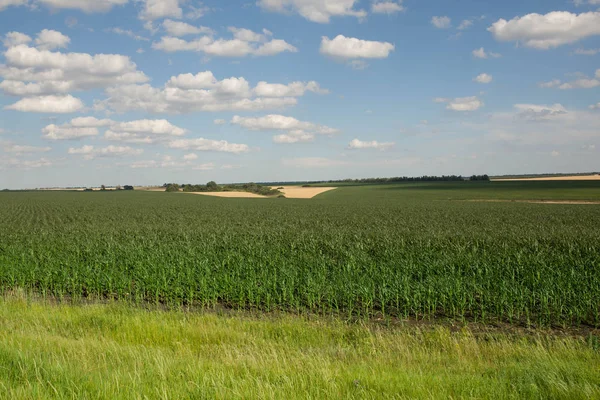 Mısır tarlasında erken sabah ışık