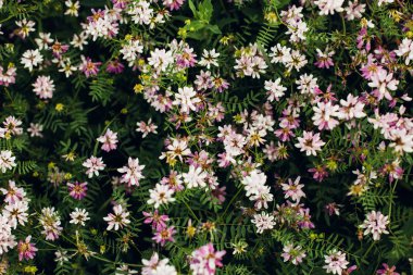 İlkbahar çiçeği arka planı.