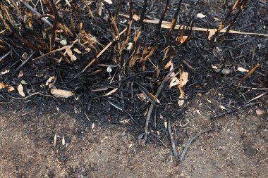 Yangından sonra kül yaprakları