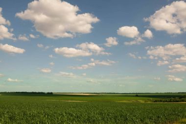 Mısır tarlasında erken sabah ışık