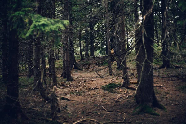 Foresta di pino in montagna — Foto Stock
