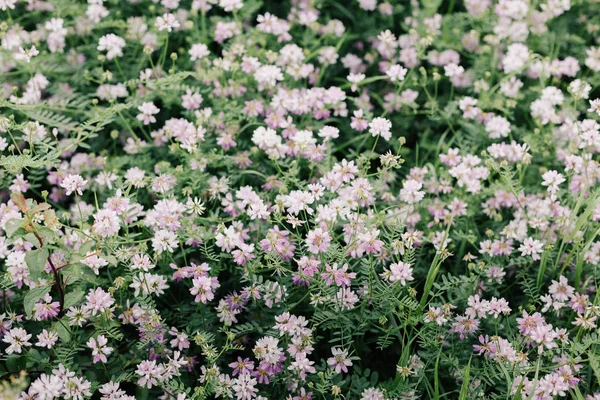 İlkbahar çiçeği arka planı.