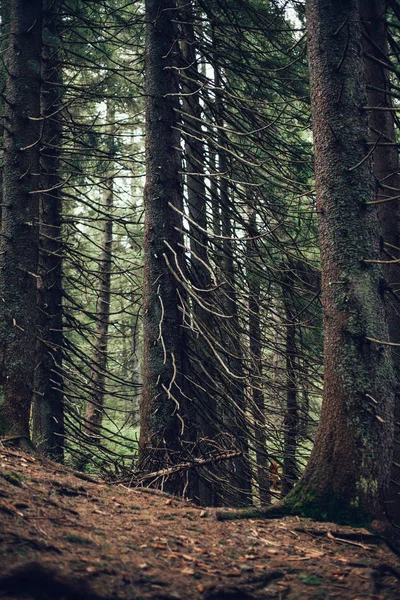 Foresta di pino in montagna — Foto Stock