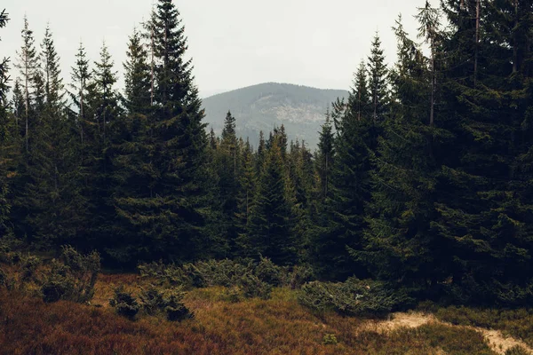 Paesaggio in montagna Carpazi Ucraina — Foto Stock