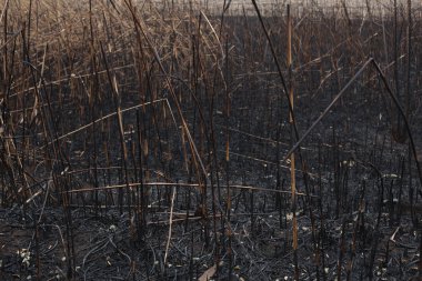 sazlık yanmış külleri sonra