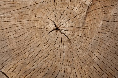eski ağaç gövdesi dokusu arkaplanı
