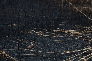 sazlık yanmış külleri sonra