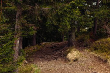 Dağlarda çam ormanı