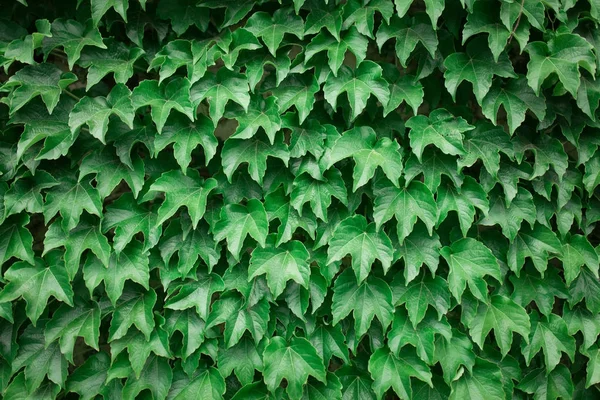 Dzikie winogrono zielony ściana — Zdjęcie stockowe